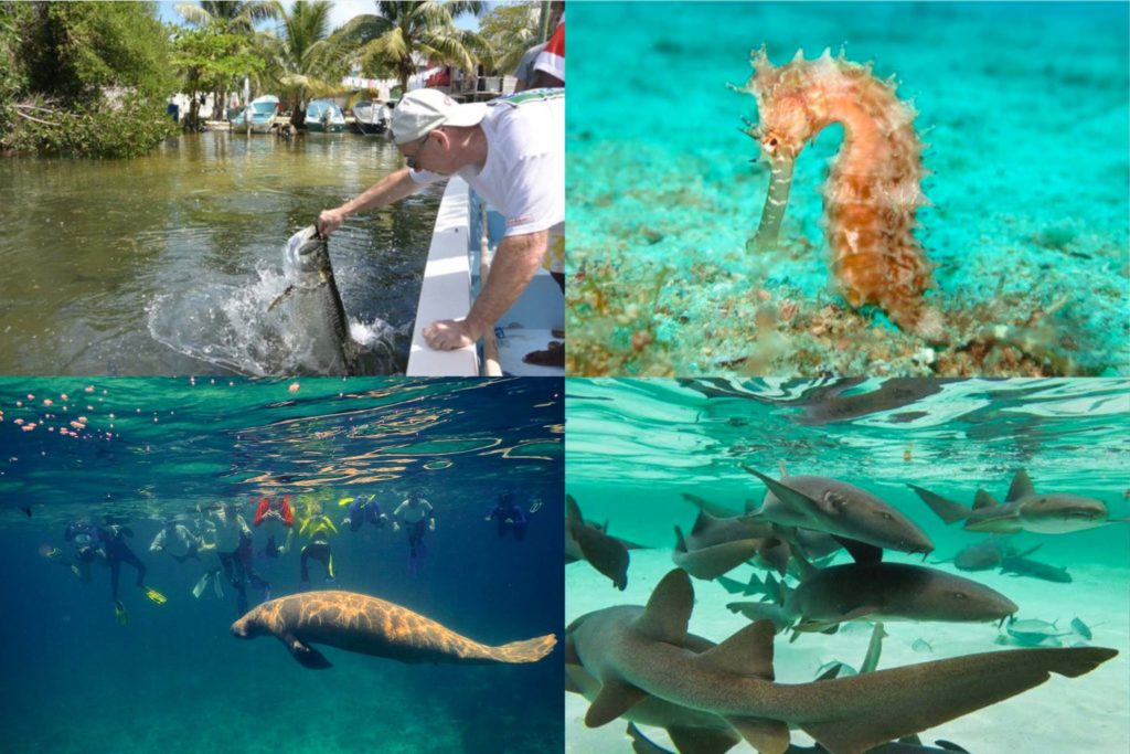 Grand Day at Sea_BelizeUniqueSeaAdventures Tour Guide