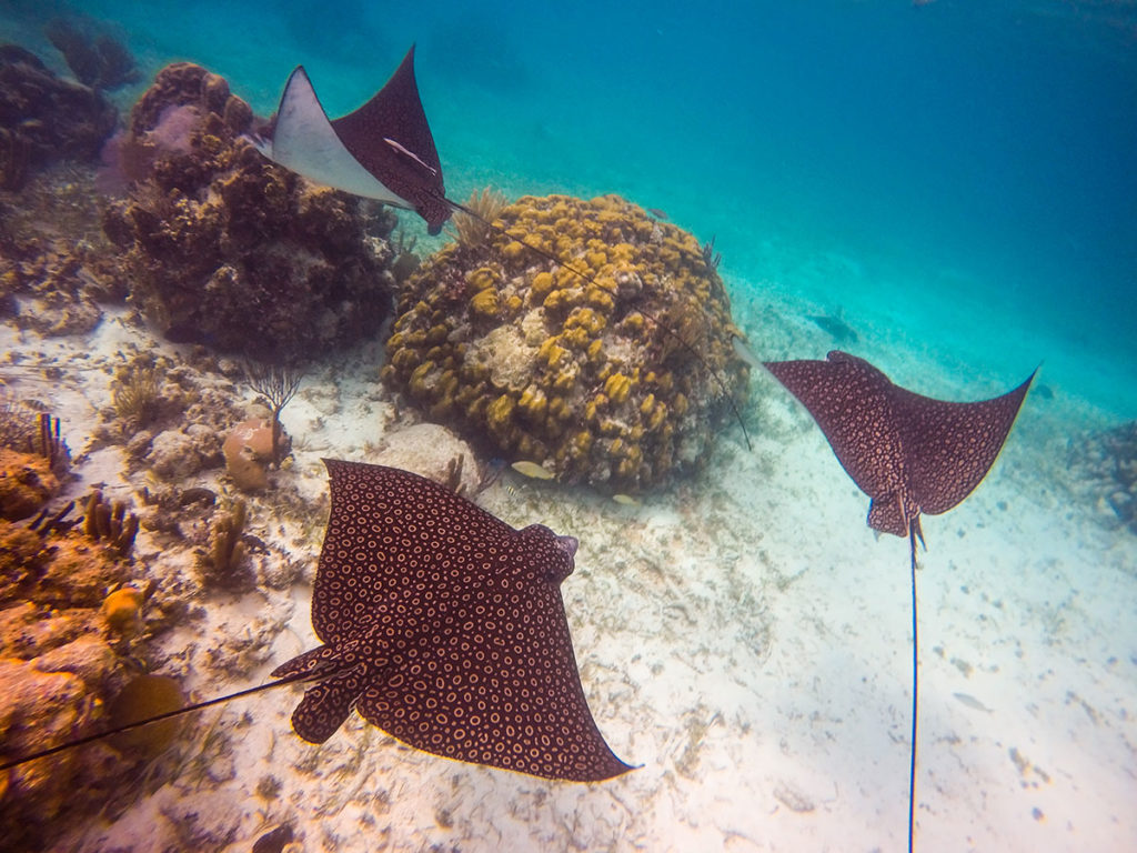 Mexico Rocks BelizeUniqueSeaAdventures Tour Guide