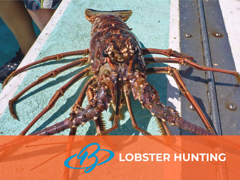 Lobster Hunting in Belize