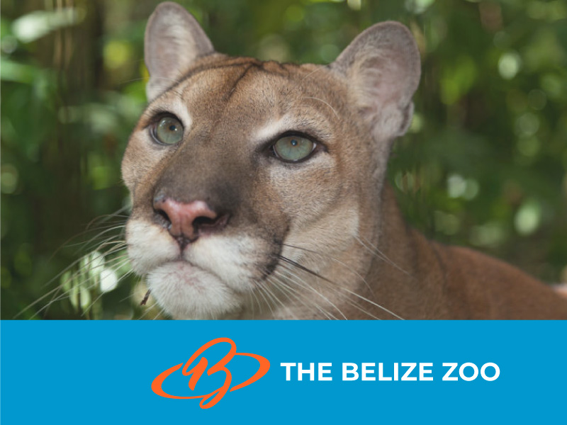 The Belize Zoo